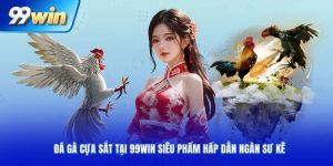 Đá gà cựa sắt